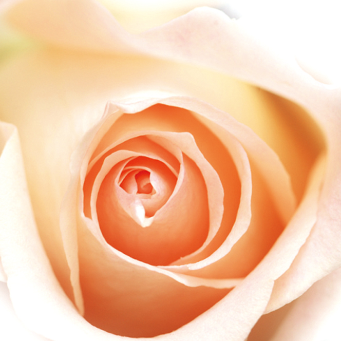 天使のやさしさ